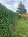 Foto - Garten abzugeben - DRINGLICH - 600,00 EUR Kaltmiete, ca.  0,00 m²