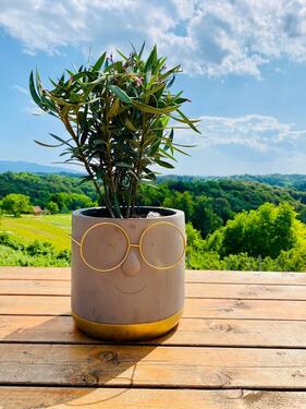 Foto - 1 Zimmer Einfamilienhaus in München