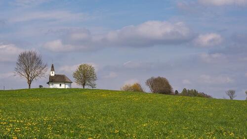 Foto - Wiese zu verpachten Biofläche, zur Beweidung undoder zum mähen