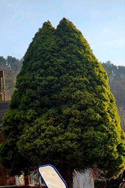 Foto - Grundst&uuml;ck zur Miete in Großrudestedt