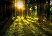 Foto - Wald, Grundstück - 57.500,00&nbsp;EUR Kaufpreis, ca.&nbsp; 0,00&nbsp;m&sup2;
