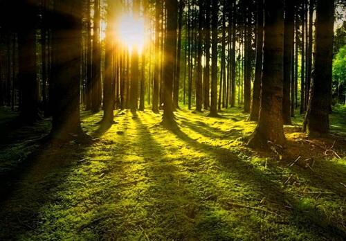 Foto - Wald, Grundstück - 57.500,00&nbsp;EUR Kaufpreis, ca.&nbsp; 0,00&nbsp;m&sup2;