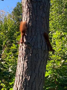 Foto - Grundstück in Offenbach 650 m2 - 350.000,00 EUR Kaufpreis, ca.  140,00 m²