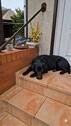 Foto - Ferienhaus am Plauer See 95m2 2-5 Personen mit Hund