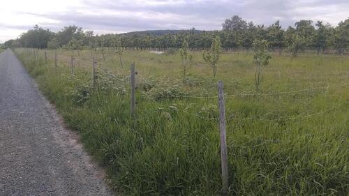 Foto - Garten Grundstück - 250,00&nbsp;EUR Kaltmiete, ca.&nbsp; 0,00&nbsp;m&sup2;