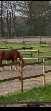 Foto - Wohnen im Aussenbereich von Greven gerne mit Pferd