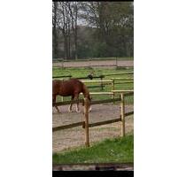 Wohnen im Aussenbereich von Greven gerne mit Pferd