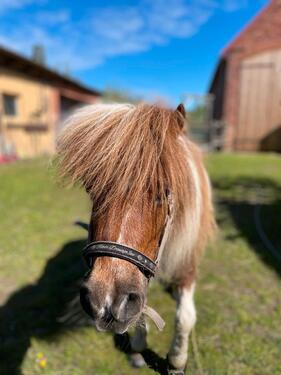 Foto - Kl Wohnung plus Ponyplatz - 500,00&nbsp;EUR Kaltmiete, ca.&nbsp; 20,00&nbsp;m&sup2;