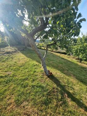 Foto - Schrebergarten in Wuppertal - 1.500,00 EUR Kaltmiete, ca.  0,00 m²