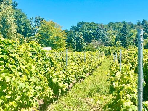 Foto - andere in Radebeul