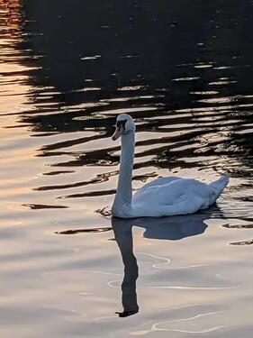 Foto - 5 Zimmer Einfamilienhaus in Groß Köris