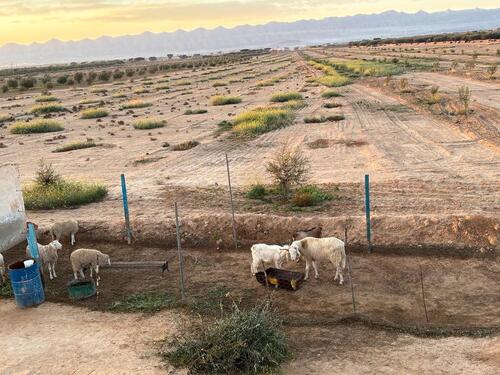 Foto - Stellplatz, Camping auf unserem Bauernhof in Tunesien