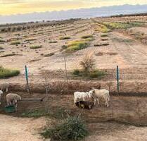 Stellplatz, Camping auf unserem Bauernhof in Tunesien - Essen Stadtbezirk VII