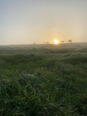 Foto - Landwirtschaftliche Fläche Wiese Ausgleichsfläche