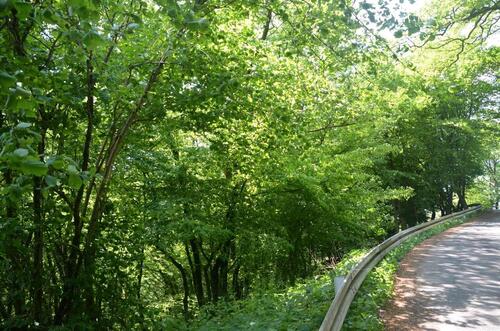 Foto - Wasserquelle Wald und Weide Wiese Drespe Reichshof Laub Mischwald