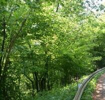 Wasserquelle Wald und Weide Wiese Drespe Reichshof Laub Mischwald