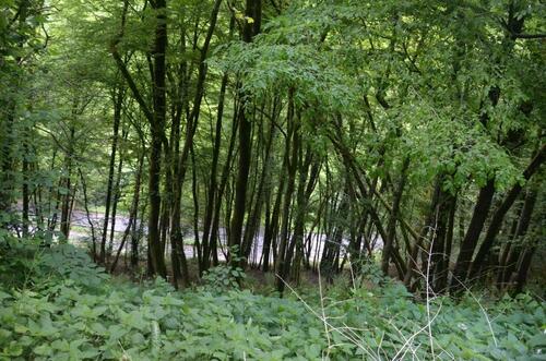 Foto - Grundst&uuml;ck in Reichshof