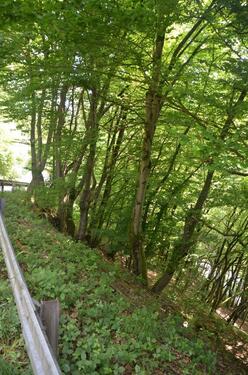 Foto - Grundst&uuml;ck in Reichshof zum Kaufen