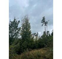 Waldfläche, 13.000 m², Gem. Isling - Lichtenfels