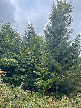 Foto - Grundstück zum Kaufen in Lichtenfels