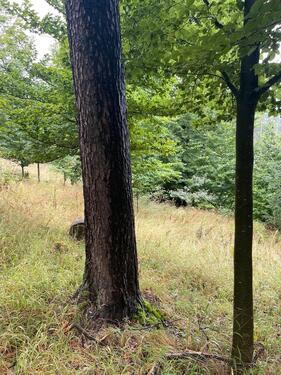 Foto - Grundstück in Lichtenfels