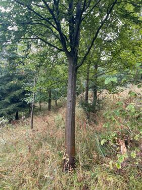 Foto - Grundstück in Lichtenfels zum Kaufen