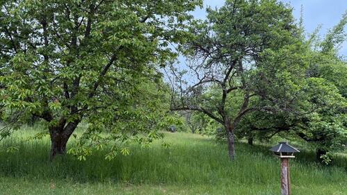 Foto - Obstwiese Grundstück 2400 m² in Wattweiler Ketter Berger Hof zu