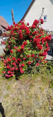 Foto - Einfamilienhaus zur Miete in Bisingen