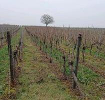 Singel Wohnung zu Vermietung EG +Einbauküche - Zeiskam