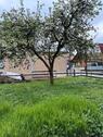 Foto - Zweifamilienhaus auch als EFH ohne Umbau möglich zu verkaufen