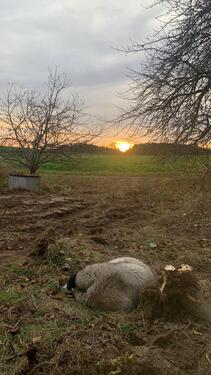 Foto - Einfamilienhaus zum Kaufen in Konradsreuth