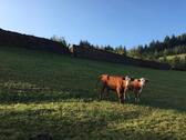 Foto - Schnäppchen Urlaub 14-25.10 auf dem Bauernhof