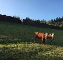 Schnäppchen Urlaub 14-25.10 auf dem Bauernhof - Oberkirch