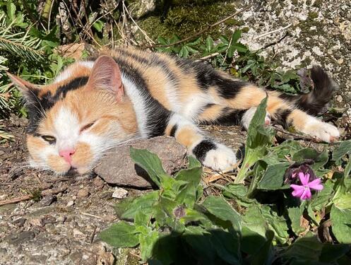 Foto - andere in Oberkirch zur Miete