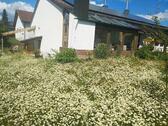 Foto - Einfamilienhaus in Großmehring zum Kaufen