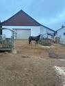 Foto - Offenstall, 2 Boxen u. kleine Reithalle - Pferde u. Ponys