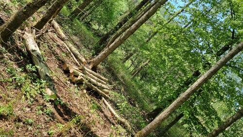 Foto - Grundst&uuml;ck in Jettingen-Scheppach zur Miete