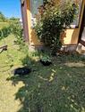 Foto - Grundstück in Bernau bei Berlin