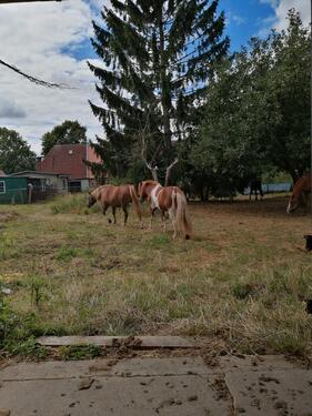 Foto - Bauernhaus, Landhaus in Lübz zum Kaufen