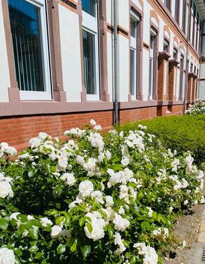 Foto - andere in Hamburg zur Miete