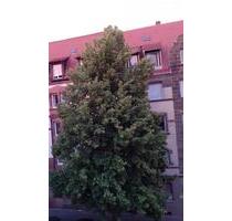 Top Wohnung in Top Lage - 315.000,00 EUR Kaufpreis, ca.  62,00 m² in Nürnberg (PLZ: 90489) Gärten bei Wöhrd