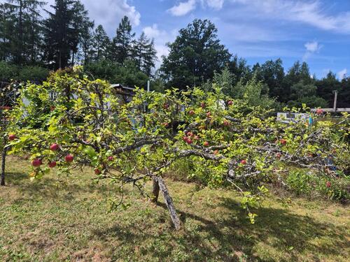 Foto - Grundstück in Ilmenau