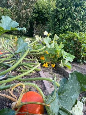 Foto - Grundst&uuml;ck in Bentwisch zur Miete