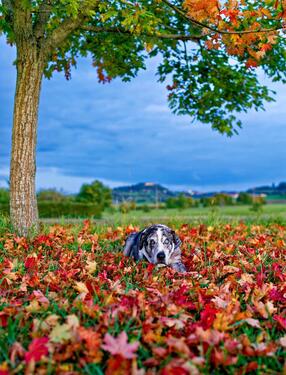 Foto - ❤️ Urlaub mit Hunden im wunderschönen Mittelfranken ❤️