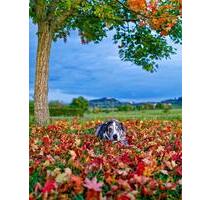 ❤️ Urlaub mit Hunden im wunderschönen Mittelfranken ❤️ - Schillingsfürst