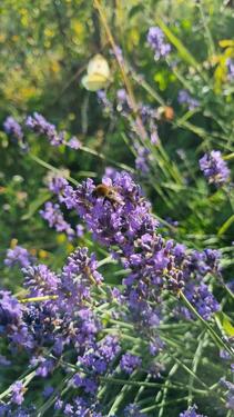 Foto - Grundst&uuml;ck in Jena zur Miete