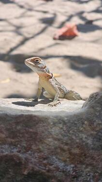 Foto - andere in Castrop-Rauxel
