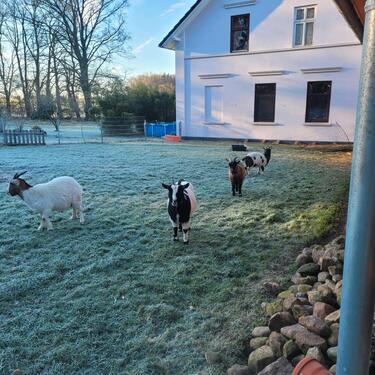 Foto - Etagenwohnung in Bassum