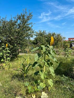 Foto - Grundst&uuml;ck in Hameln zur Miete