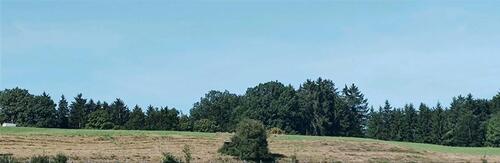 Foto - Hangwiese für Schafe oder Alpakas